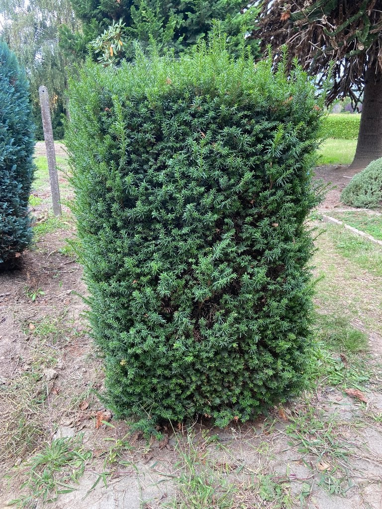 Taxus haag, Jardin & Terrasse, Enlèvement, Taxus, Haie, 100 à 250 cm