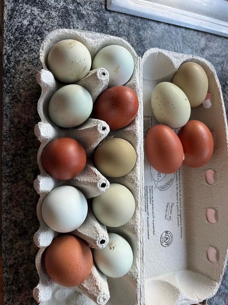Œufs à éclore, easteregger, olives, mélange surprise