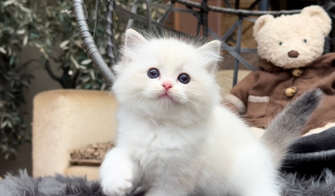 ️ Bijzonder knap seal lynx bicolor Ragdoll poesje  ️, Dieren en Toebehoren, Poes, Langharig, 0 tot 2 jaar