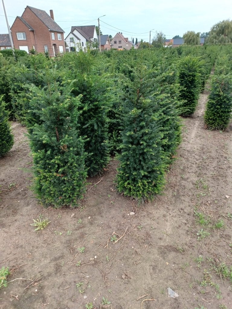 Taxus baccata 80 tot 200 cm, Jardin & Terrasse, Plantes | Arbustes & Haies, Enlèvement, Taxus, Haie, 100 à 250 cm
