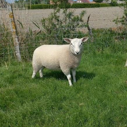 Swifter Ramlammeren te reserveren, Mâle, Mouton, 0 à 2 ans
