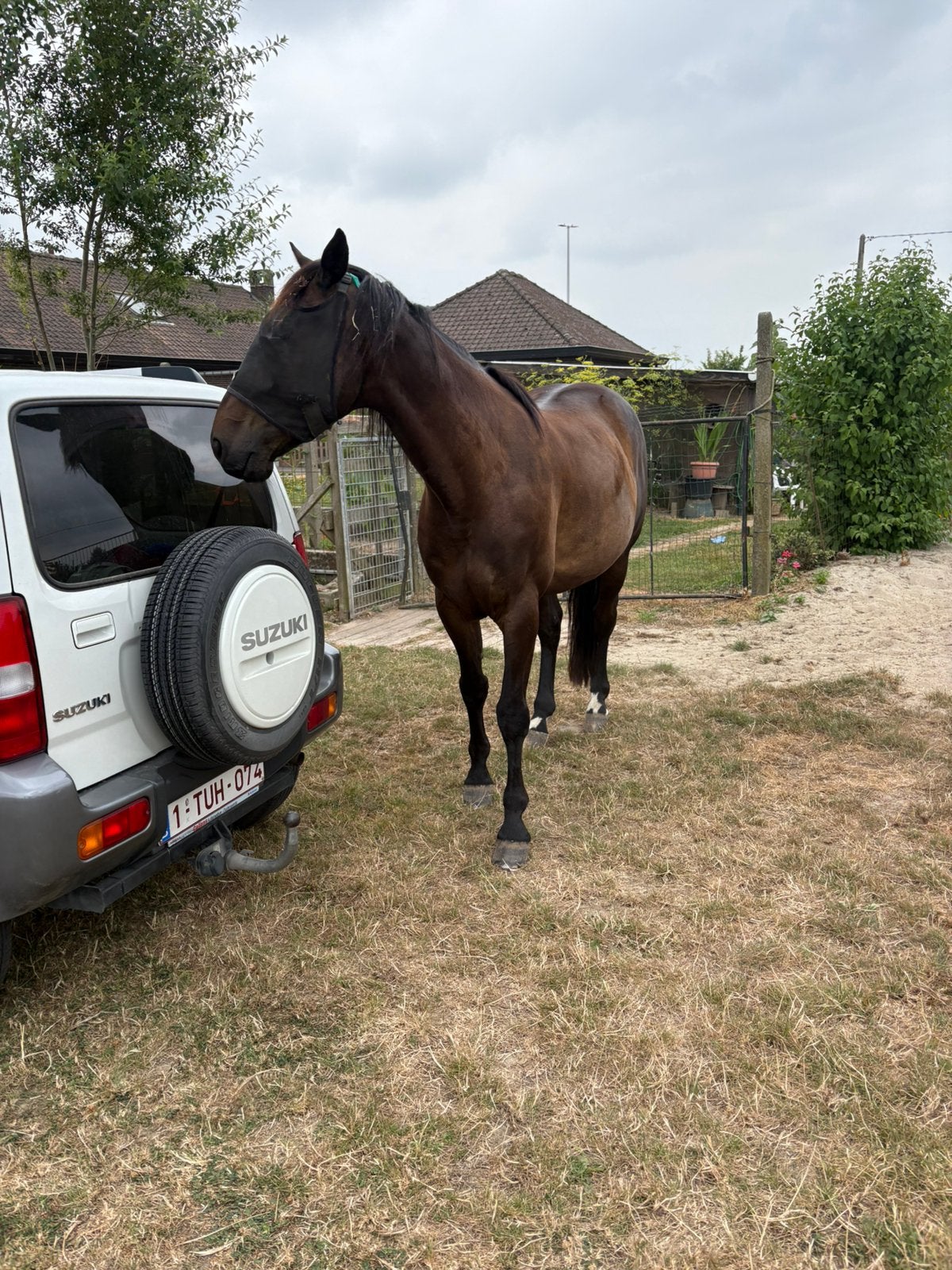 Paard  Drraver 7 jaar, Animaux & Accessoires, Chevaux