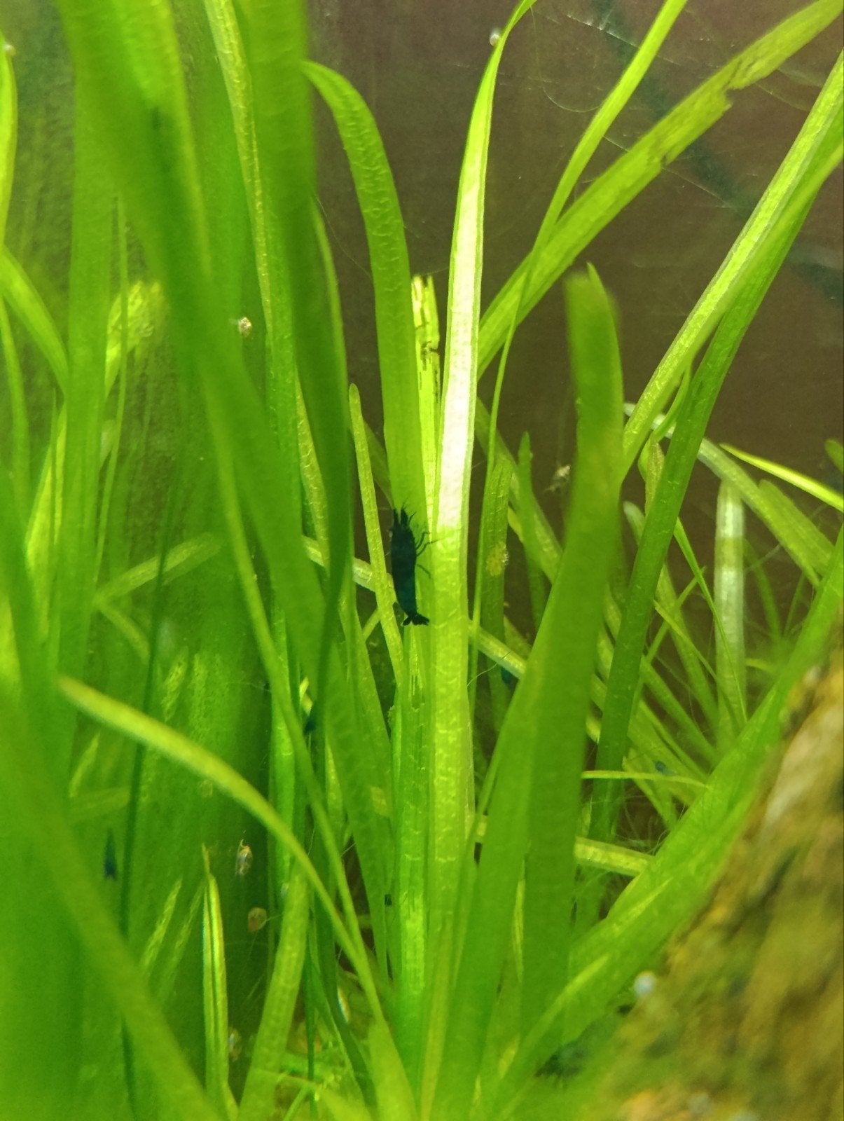 Garnalen Blauw, Kreeft, Krab of Garnaal, Zoetwatervis