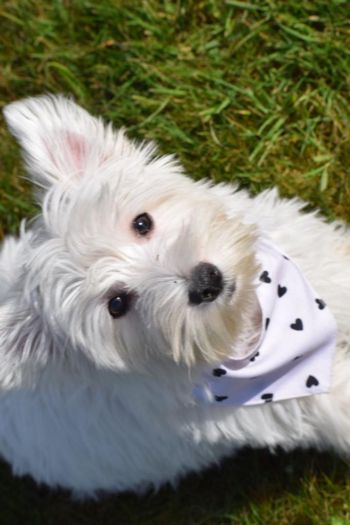 West highland white terrier pup laatste, Dieren en Toebehoren, 15 weken tot 1 jaar, Overige rassen, Buitenland, Parvo