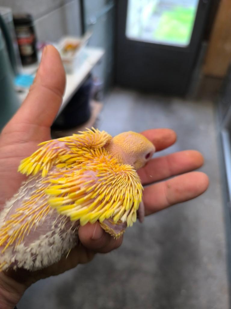 Haksbandparkiet lutino jonge, Dieren en Toebehoren, Vogels | Parkieten en Papegaaien
