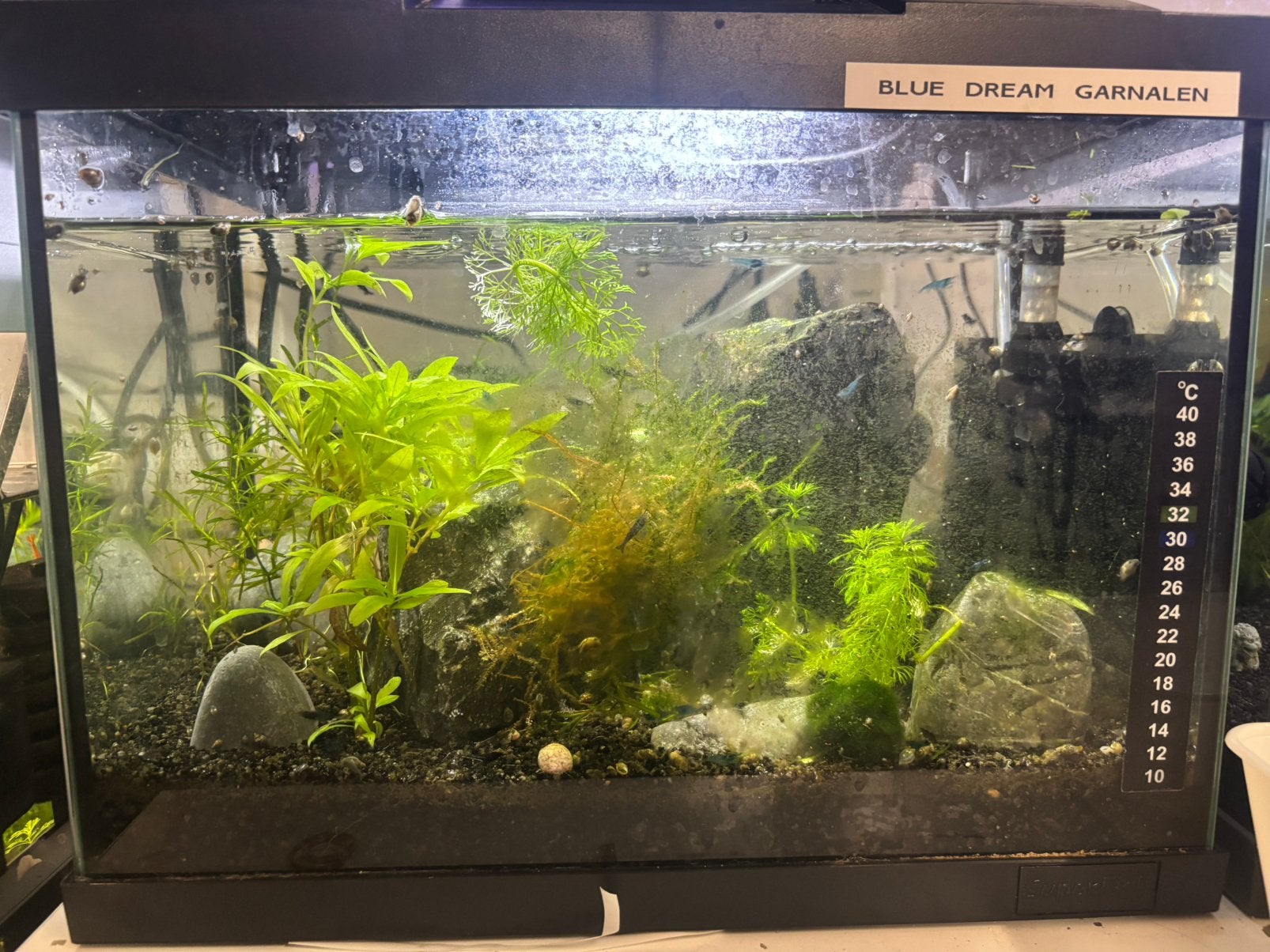Volledige groep Blue Dream Garnalen + Planten, Mos & Bodem