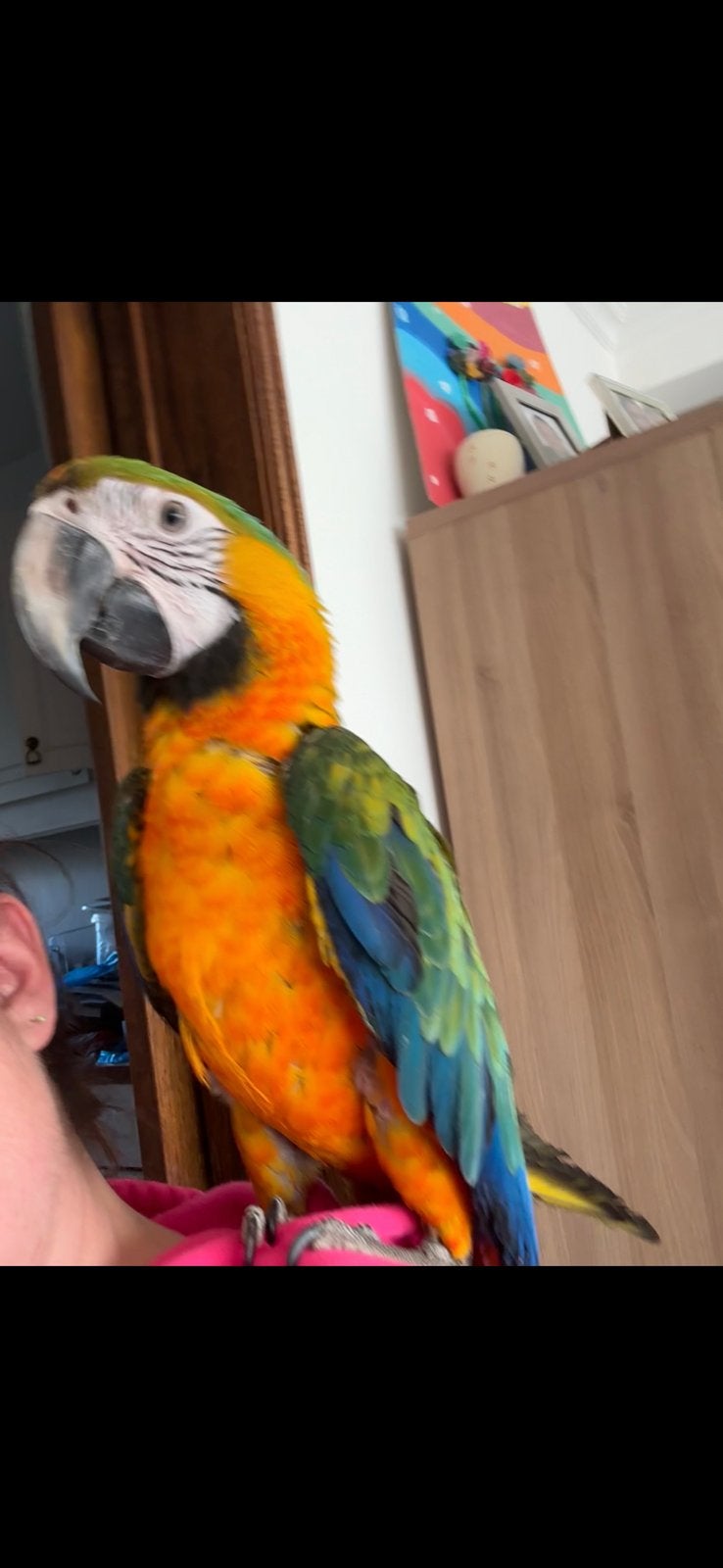 Catalina ara man, Dieren en Toebehoren, Vogels | Parkieten en Papegaaien, Mannelijk, Papegaai, Tam
