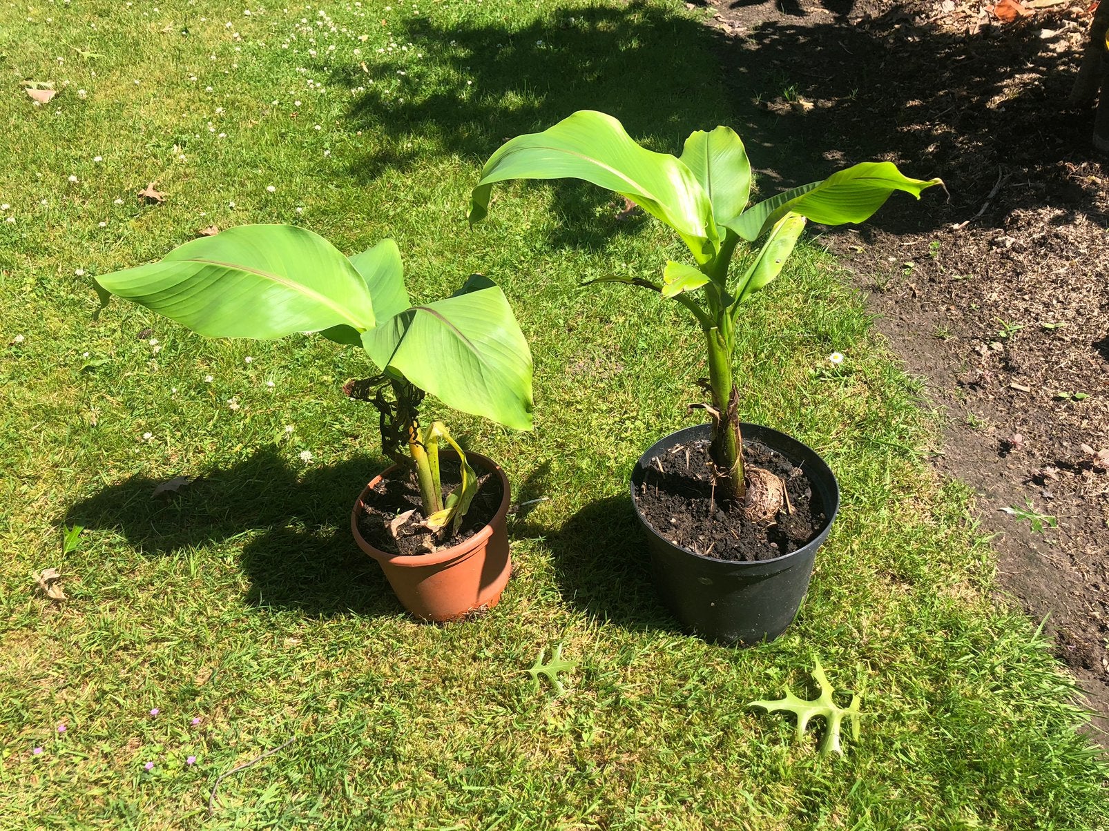Bananen planten, Tuin en Terras, Planten | Tuinplanten, Ophalen, Winter