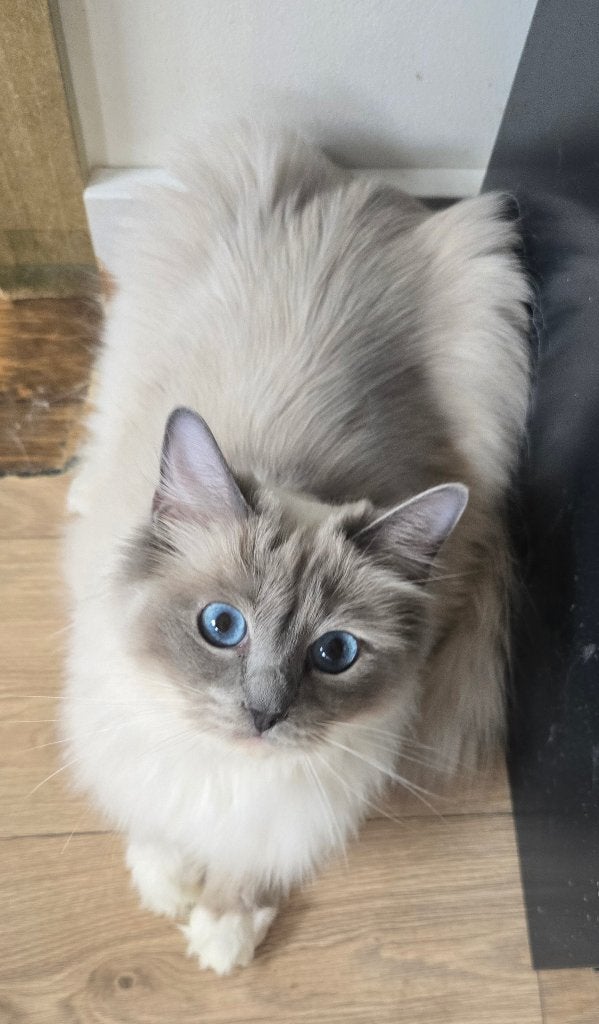Prachtig ragdoll poes, Poes, Met stamboom, 0 tot 2 jaar