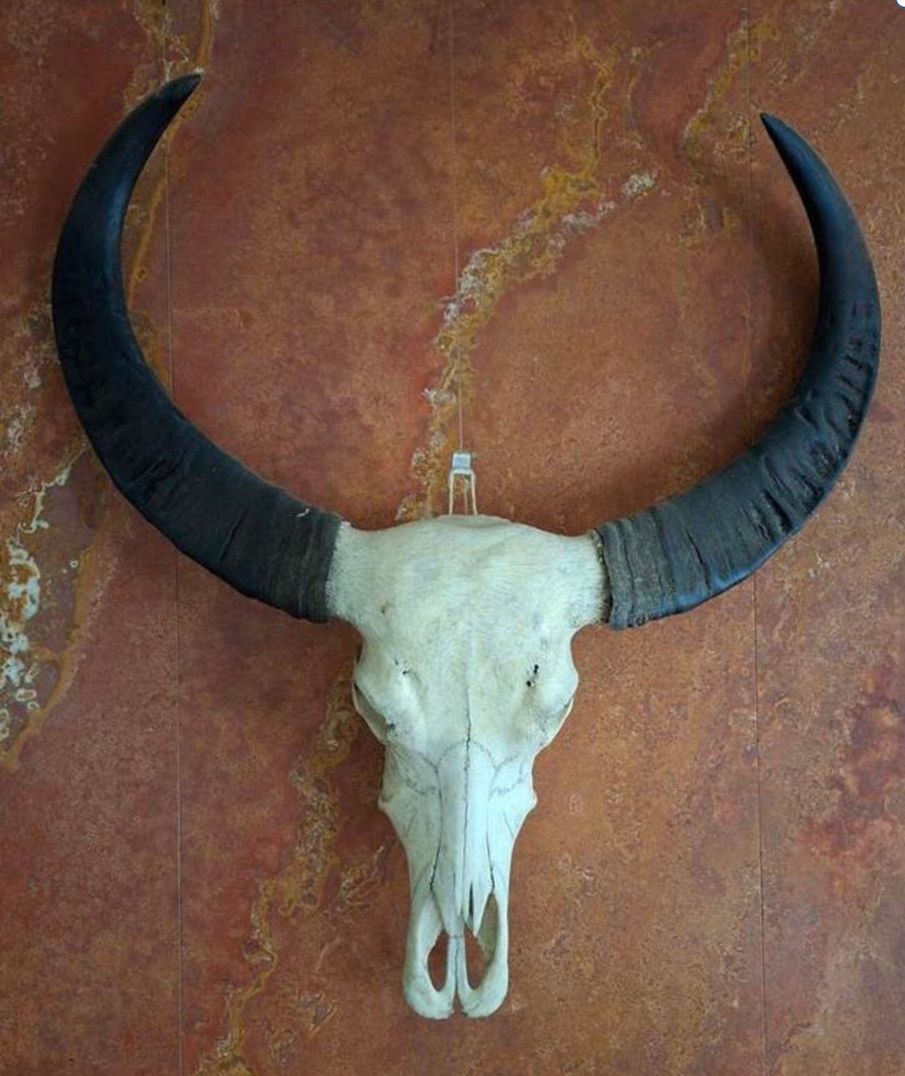 Taxidermie Véritable tête de buffle avec cornes, Antiquités & Art, Enlèvement