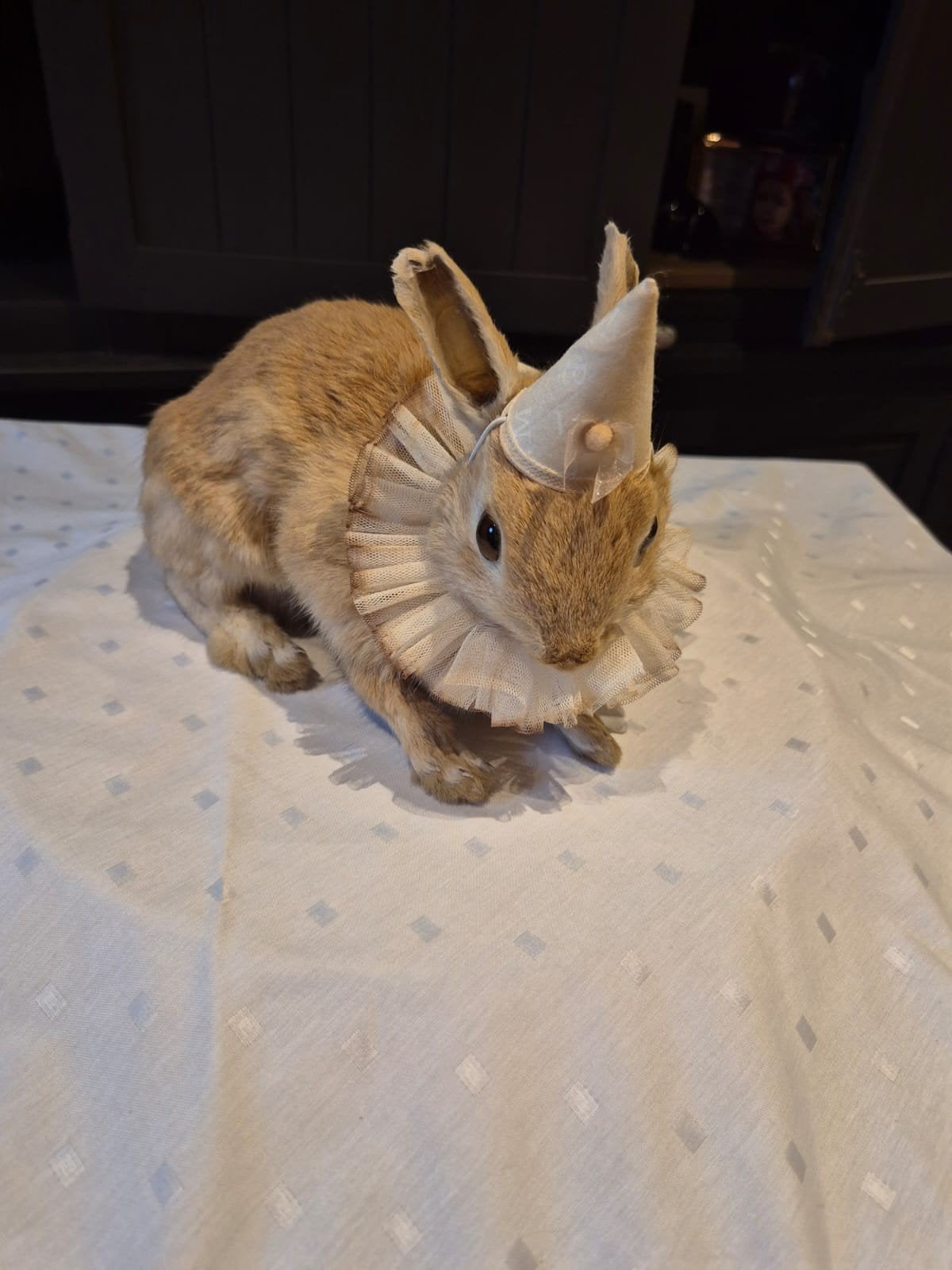 Lapin de taxidermie