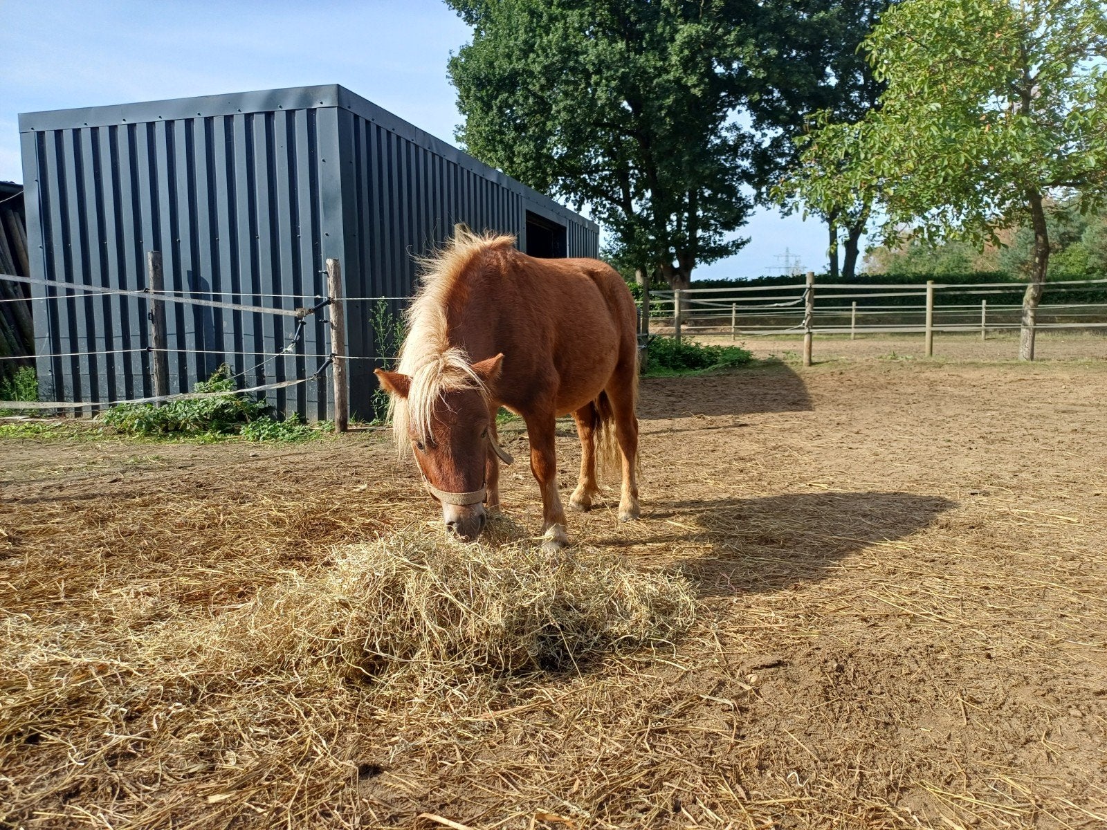 Shetlander ruin, 2 jaar rond 90cm!, Ruin, Met stamboom, 0 tot 2 jaar