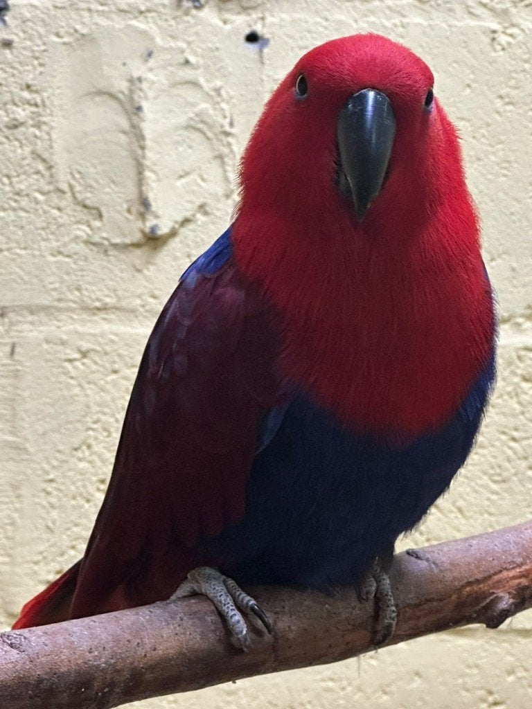edelpapegaai, Femelle, Perroquet, Bagué