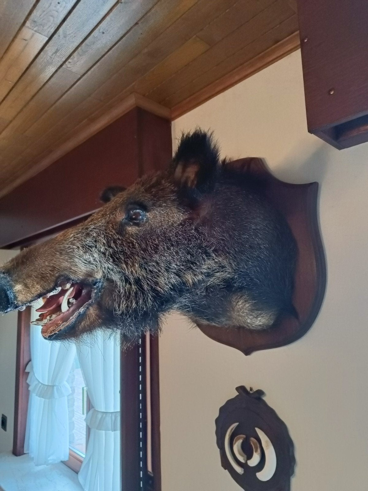 Taxidermie-Kop van everzwijn, Ophalen