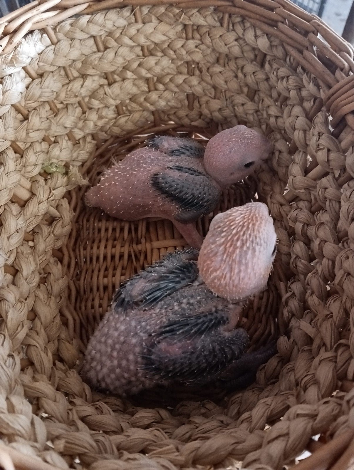 2 roestkop caiques. 375€/stuk