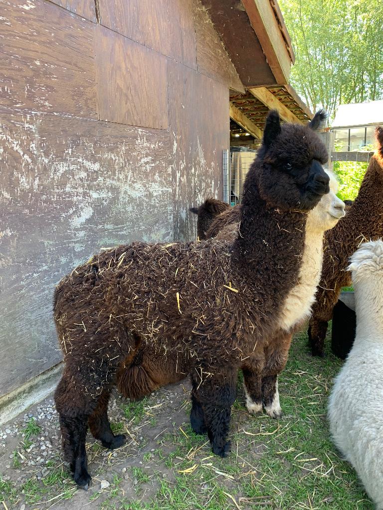 Alpaca hengst, Août, Femelle