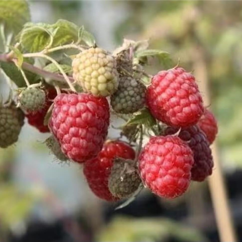 Rode framboos, Tuin en Terras, Ophalen