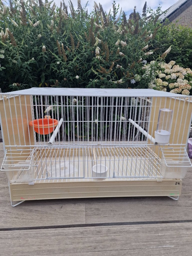 CAGES D'ÉLEVAGE Domus White, Sexe inconnu, Canari de couleur