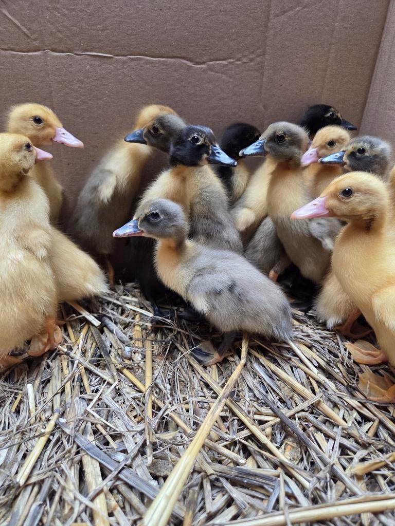 Eendjes, Meerdere dieren, Eend