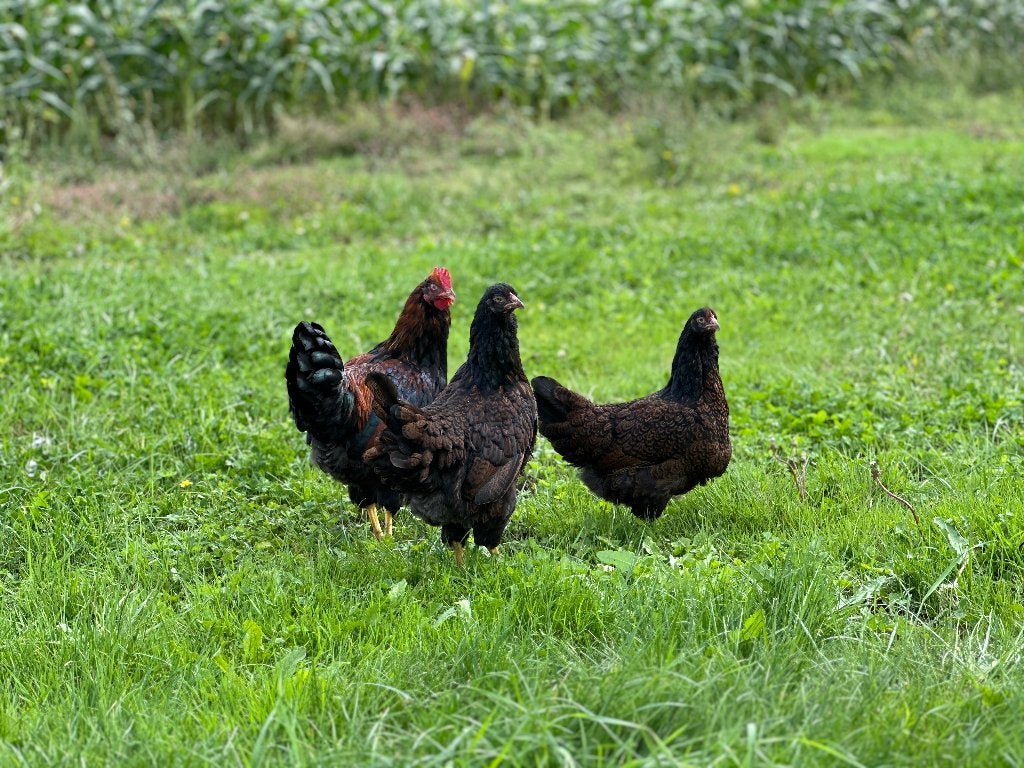 Jonge Barnevelder kippen bruin gezoomd gesekst en ingeënt, Vrouwelijk, Kip