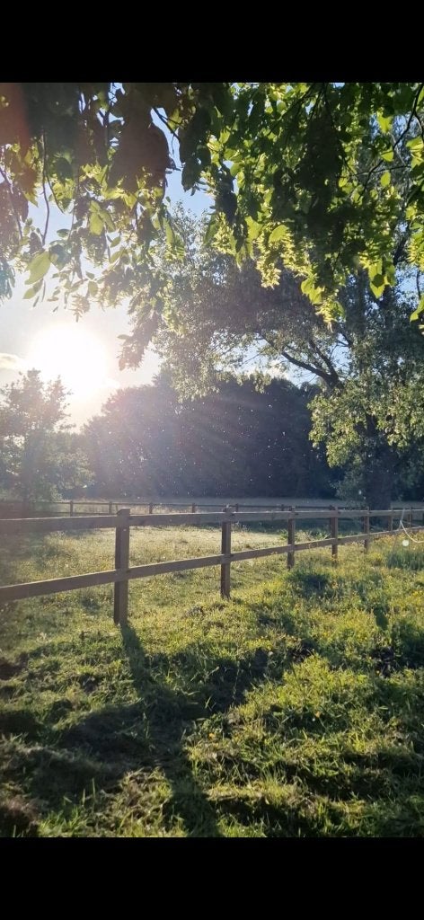 weideplaats paarden 9230 te huur, Pâturage, 2 ou 3 chevaux ou poneys