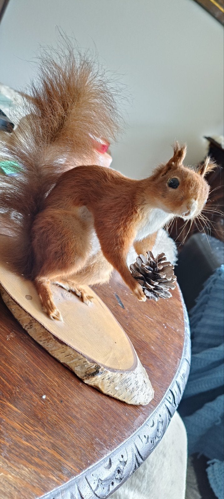 taxidermie des écureuils montés, Enlèvement ou Envoi, Utilisé, Animal sauvage, Animal empaillé