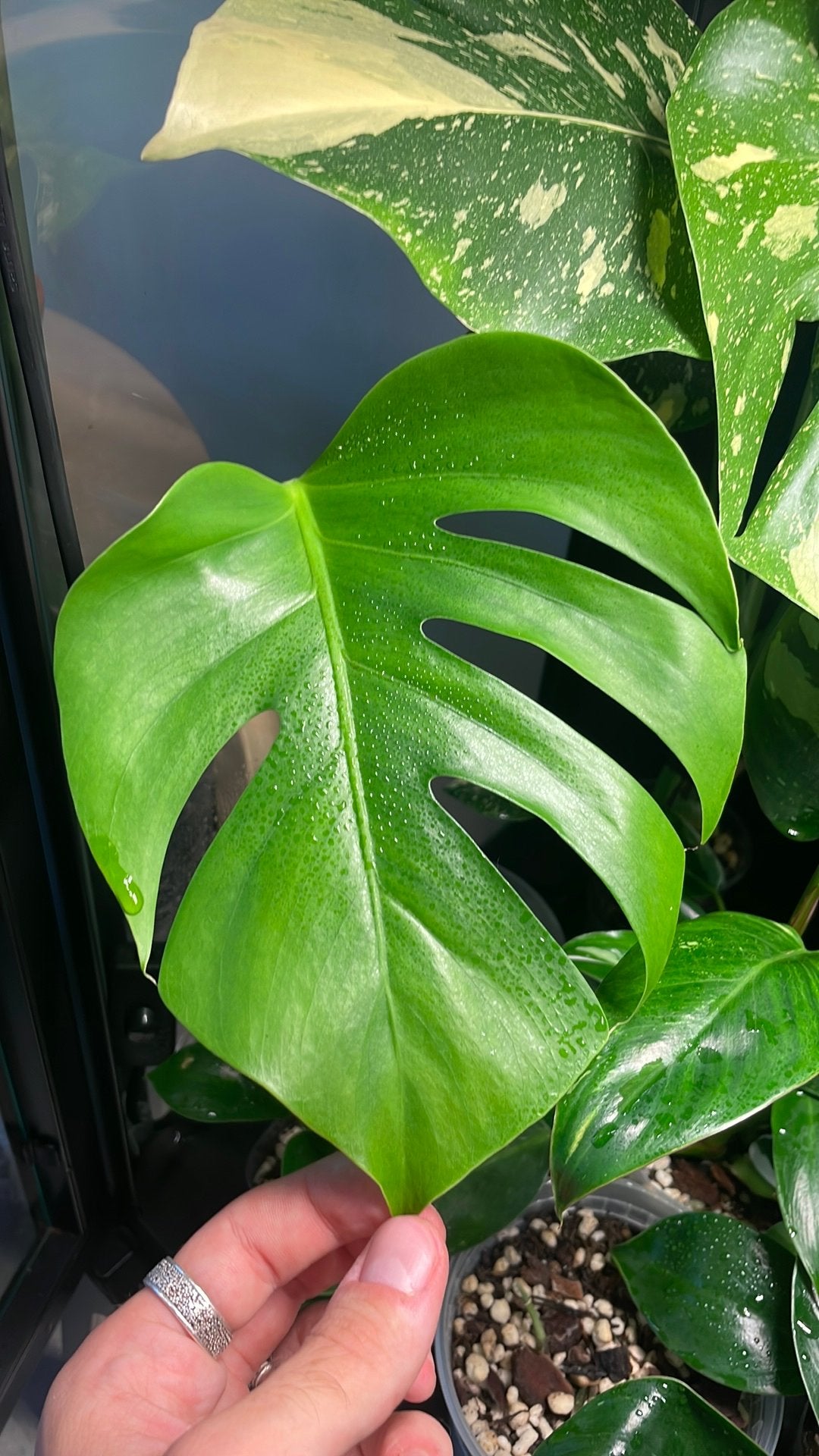 Monstera Compacta, Ophalen