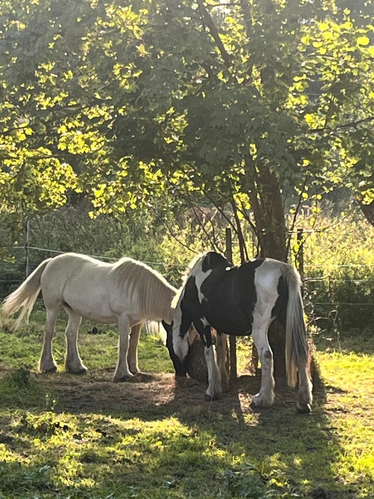 TINKER MERRIES TE KOOP – met pijn in het hart ️