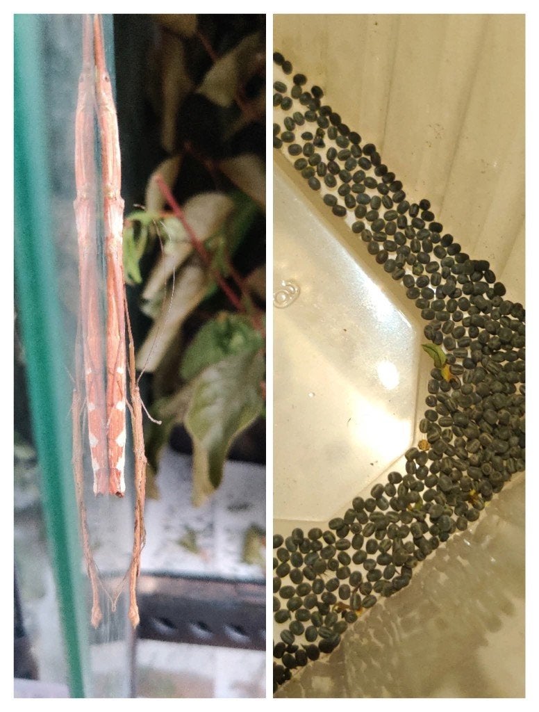 Wandelende takken - Asystata sp "Misamis Oriental", Dieren en Toebehoren, Insecten en Spinnen, Wandelende tak