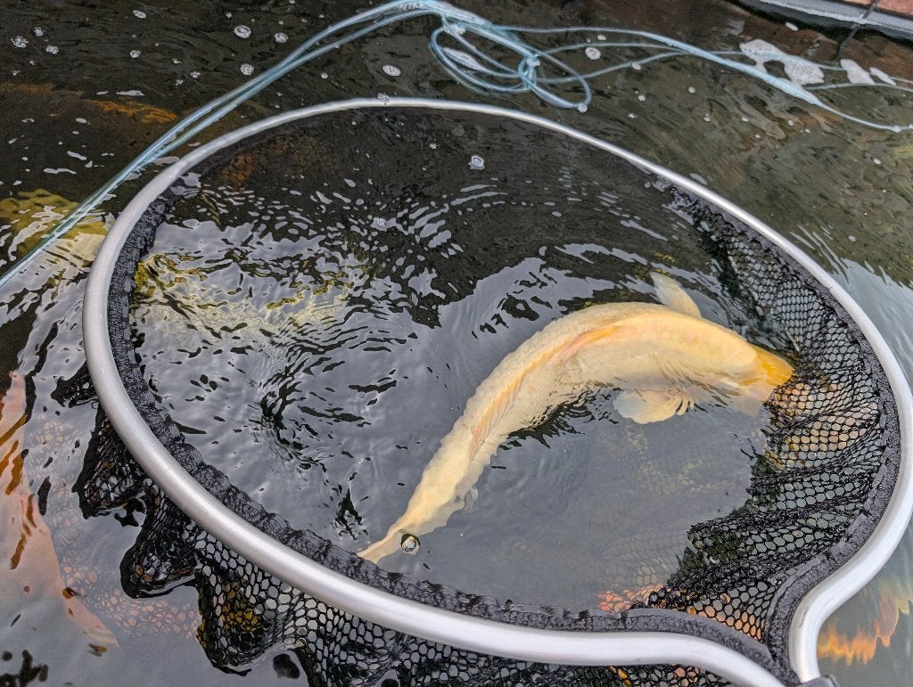 Koi, Karper of Koi