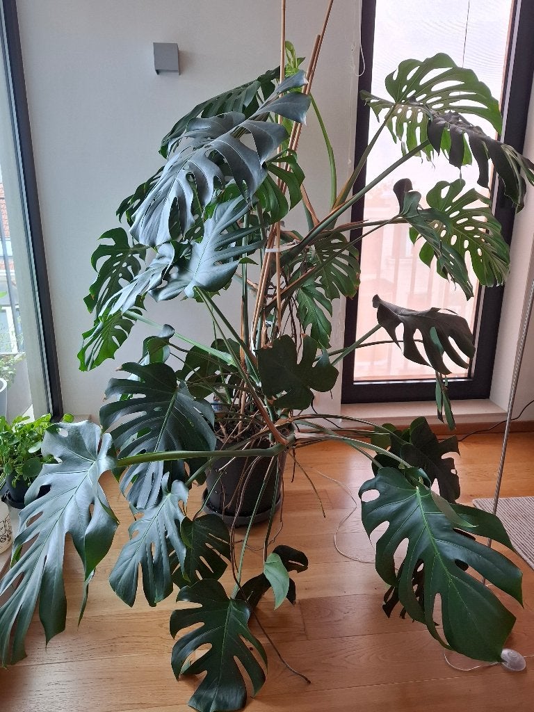 Monstera-gatenplant, Maison & Meubles, Enlèvement, Comme neuf