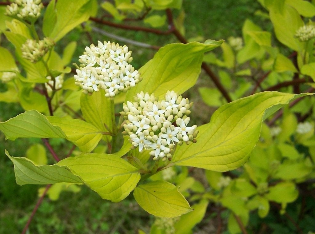 Vaste planten, struiken, bomen, grassen enz., Tuin en Terras, Ophalen, Vaste plant, Overige soorten