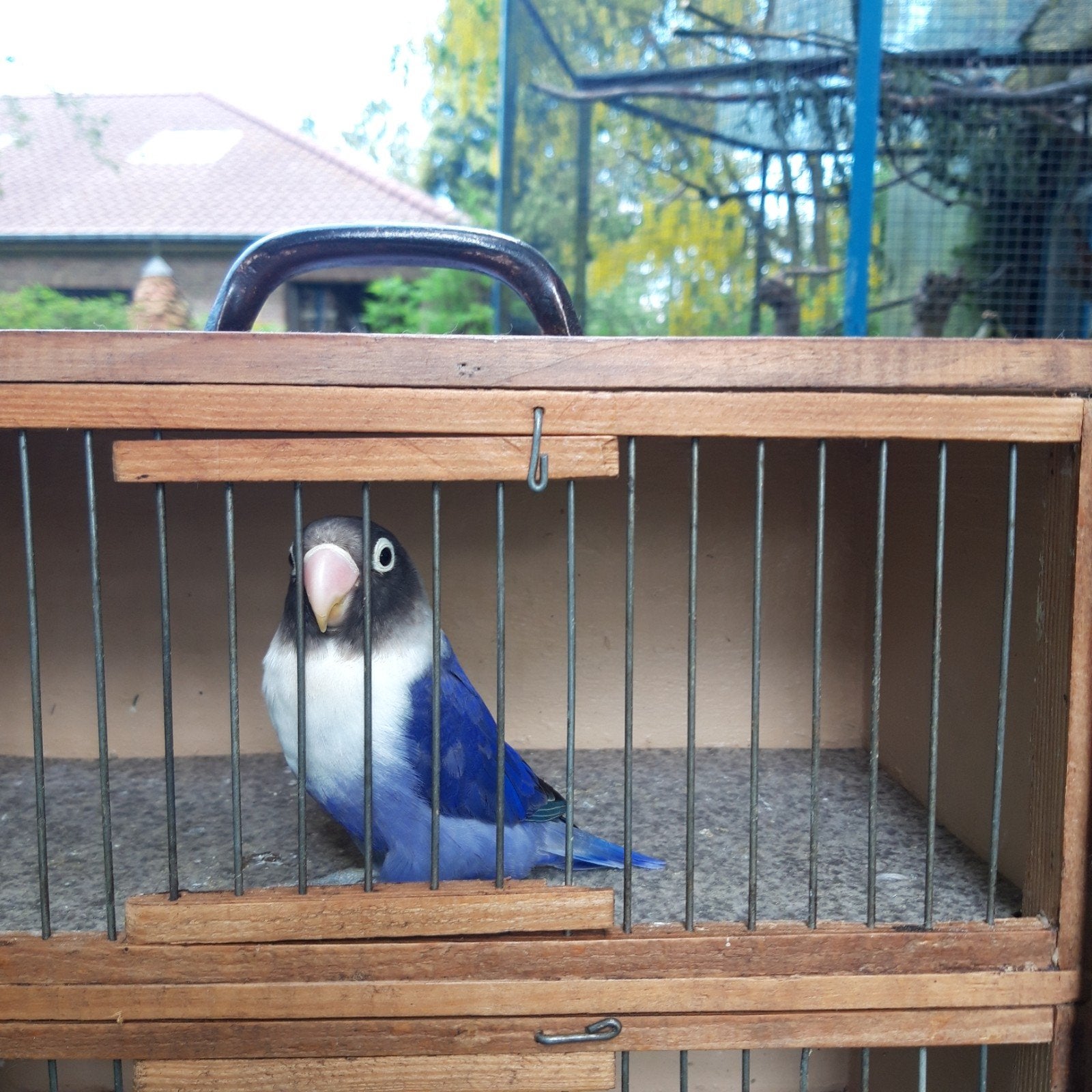 dwergpapegaai, Dieren en Toebehoren