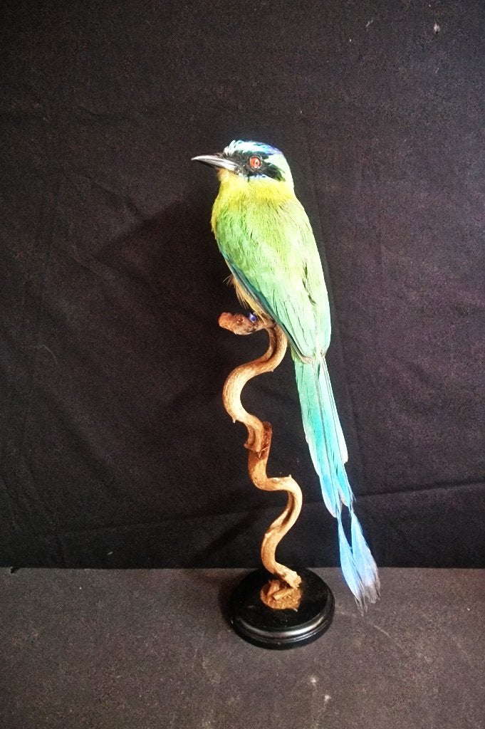 mooie overleden vogels te koop gevraagd, Dieren en Toebehoren, Meerdere dieren, Papegaai, Geringd