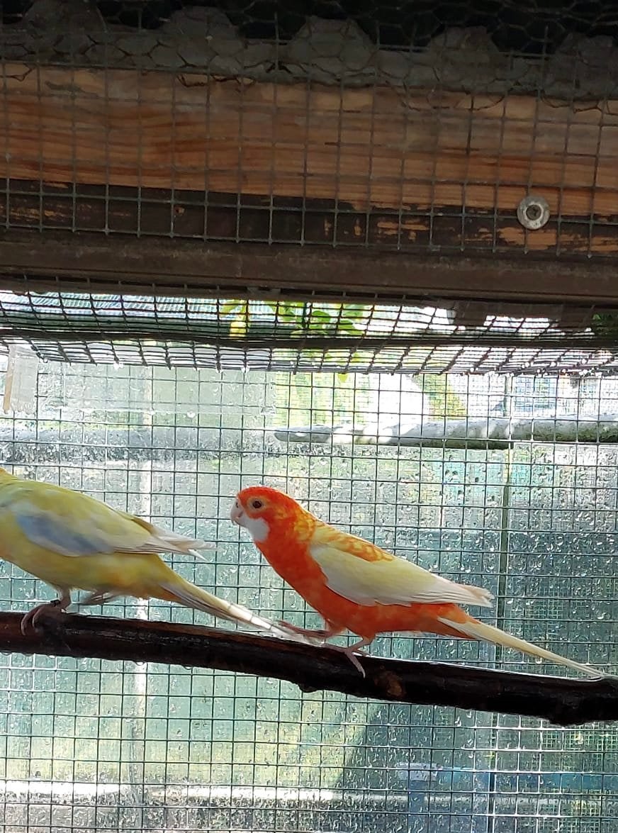 Koppel pennanten, Meerdere dieren, Parkiet, Geringd