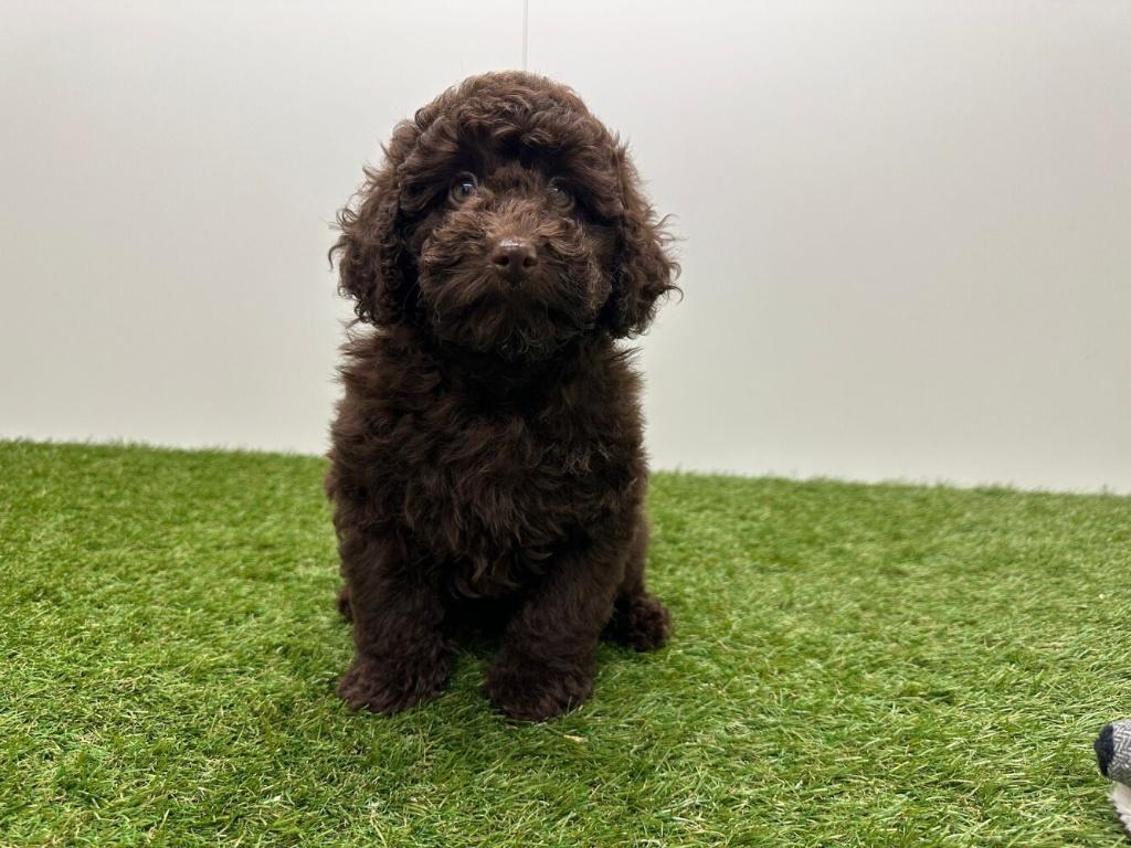 Dwergpoedel pups, Dieren en Toebehoren, Honden | Chihuahua's en Gezelschapshonden, Poedel, België, 8 tot 15 weken, Parvo