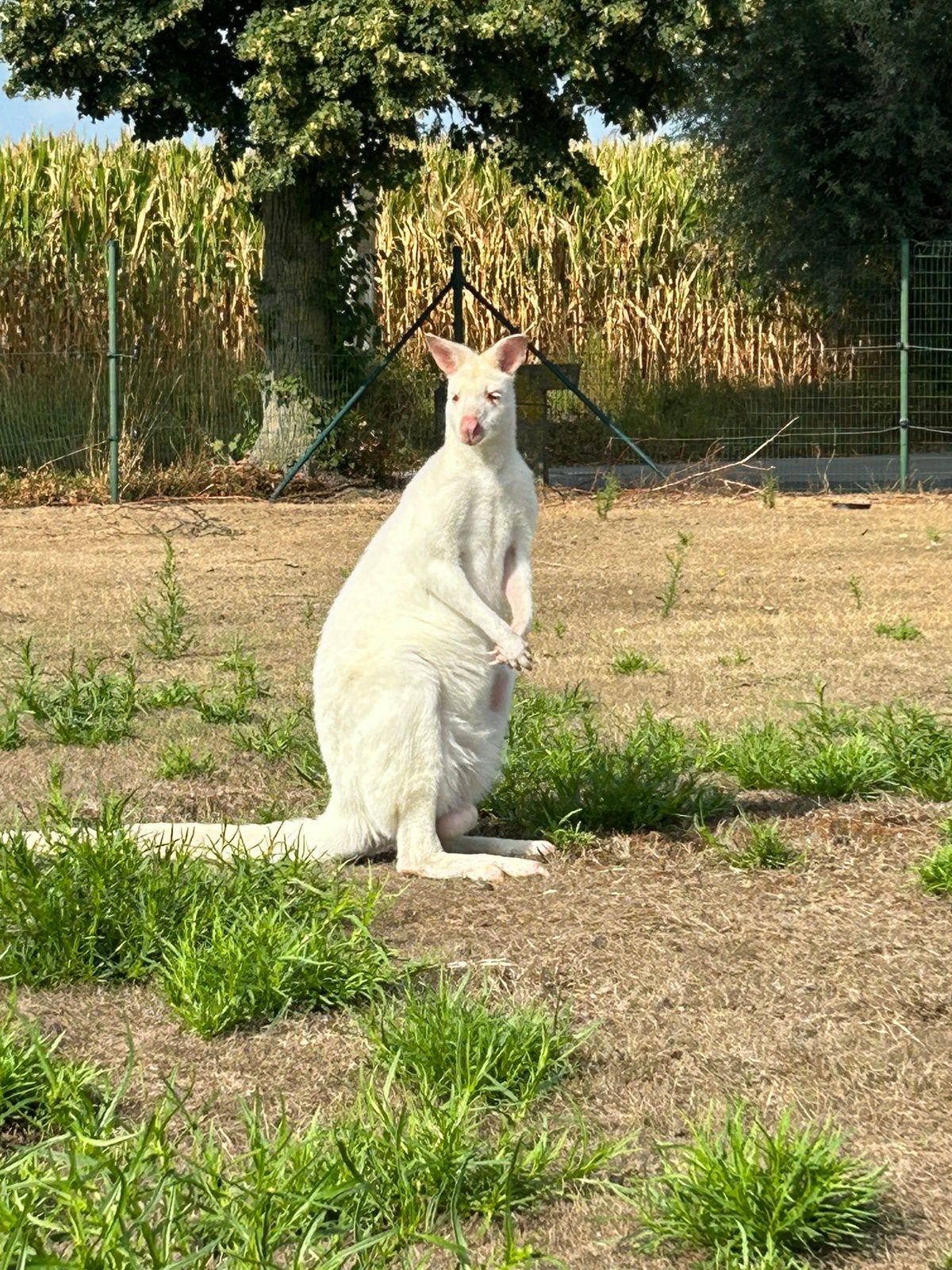 Wallaby man (kweek) om te ruilen, Dieren en Toebehoren, Overige Dieren, Maart, Mannelijk