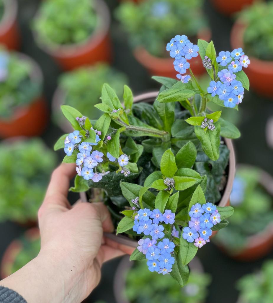 Vergeet Mij nietje plantjes, Bodembedekkers, Volle zon, Ophalen of Verzenden, Tweejarig