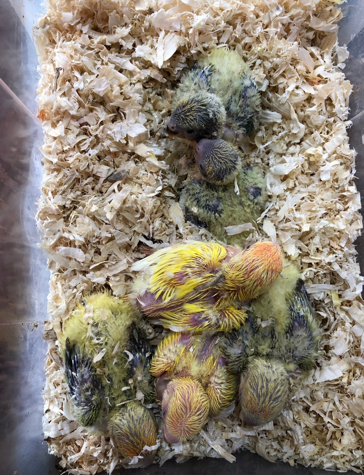 Baby handtamme dwergpapegaaien, Meerdere dieren