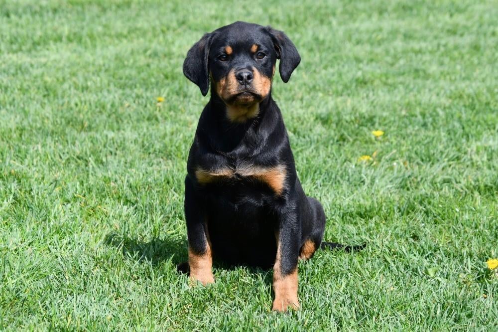 Rottweiler pups te koop, Parvo, België, 8 tot 15 weken, Teef