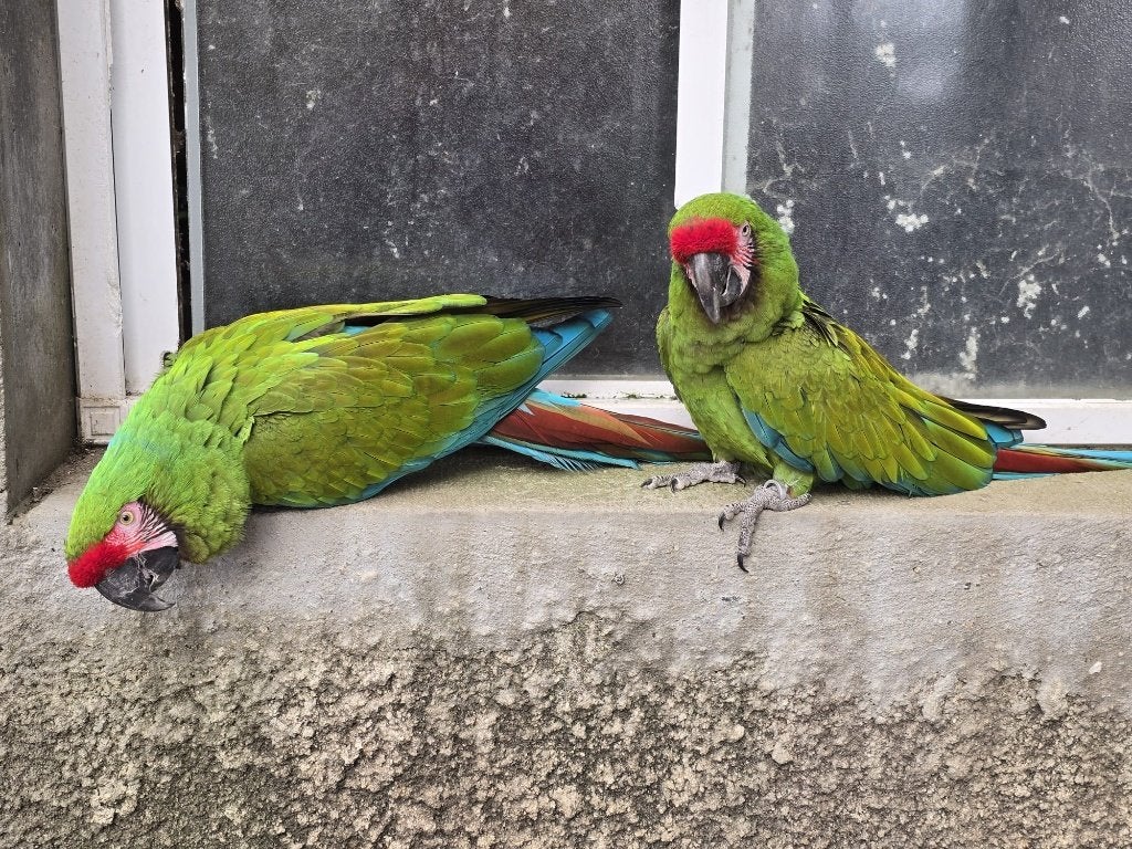 Ara militaire, Animaux & Accessoires, Oiseaux | Perruches & Perroquets, Perroquet, Bagué