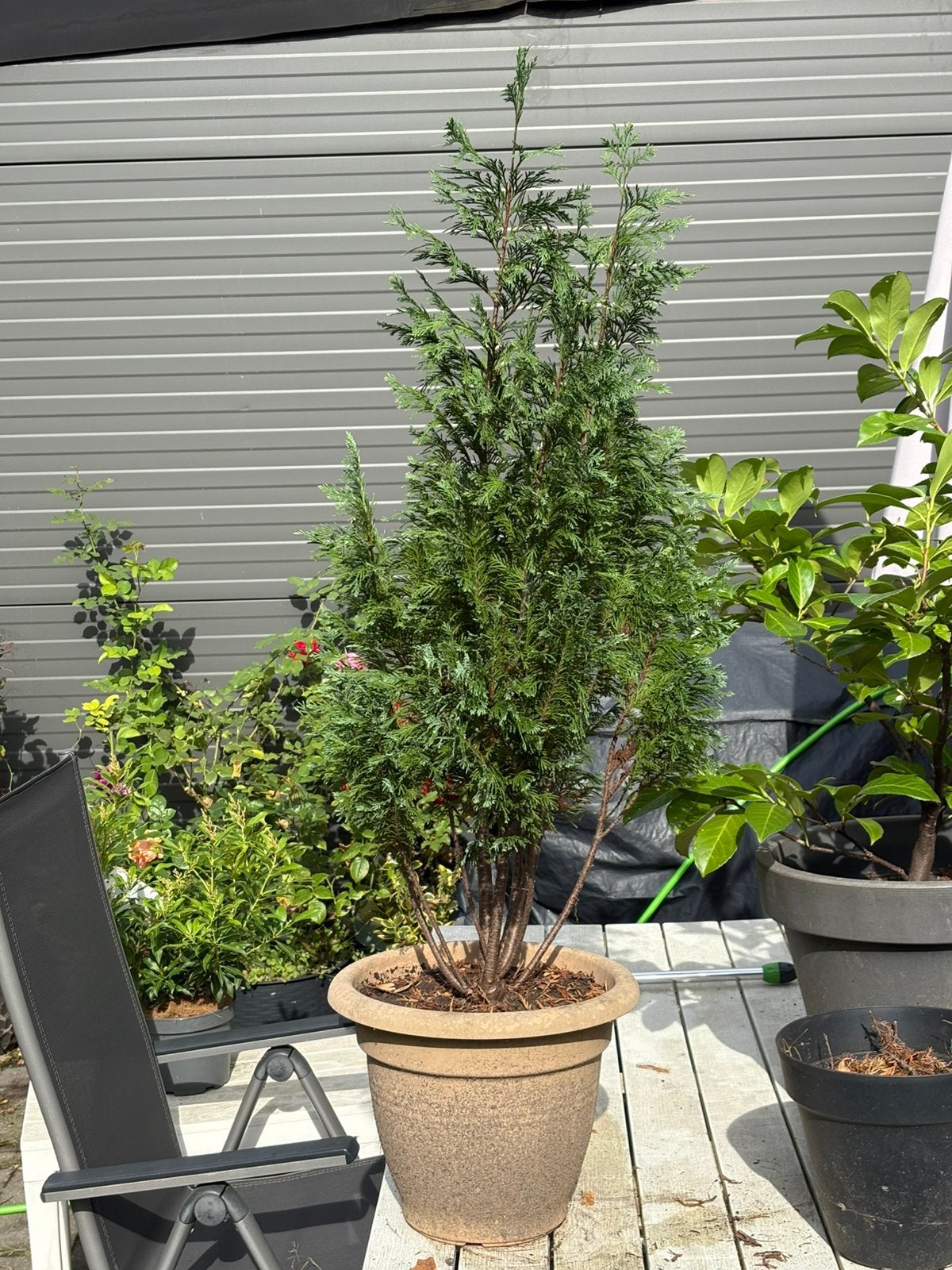 Conifeer in pot, Ophalen, In pot