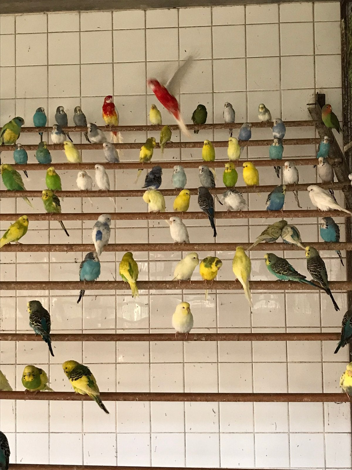 Kanaries, parkieten , exoten, Animaux & Accessoires