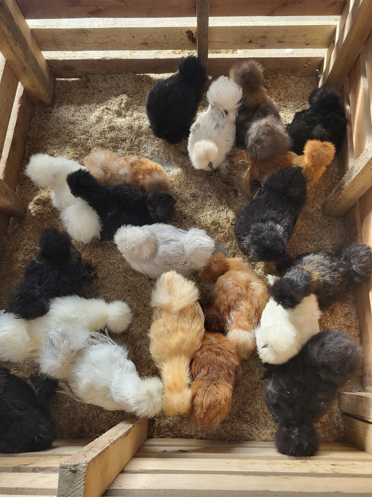 poule de soie, Femelle, Poule ou poulet