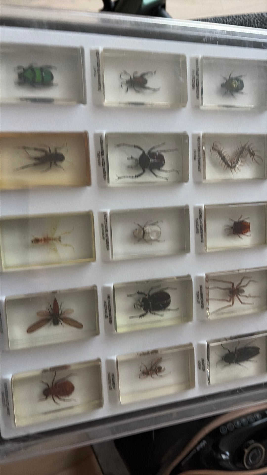 15 insecten, Dieren en Toebehoren, Spin of Schorpioen
