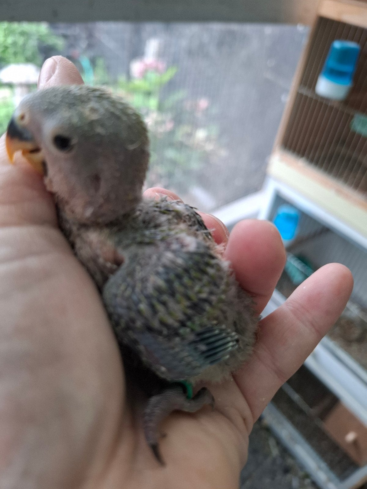 roseicollie baby handtam groen