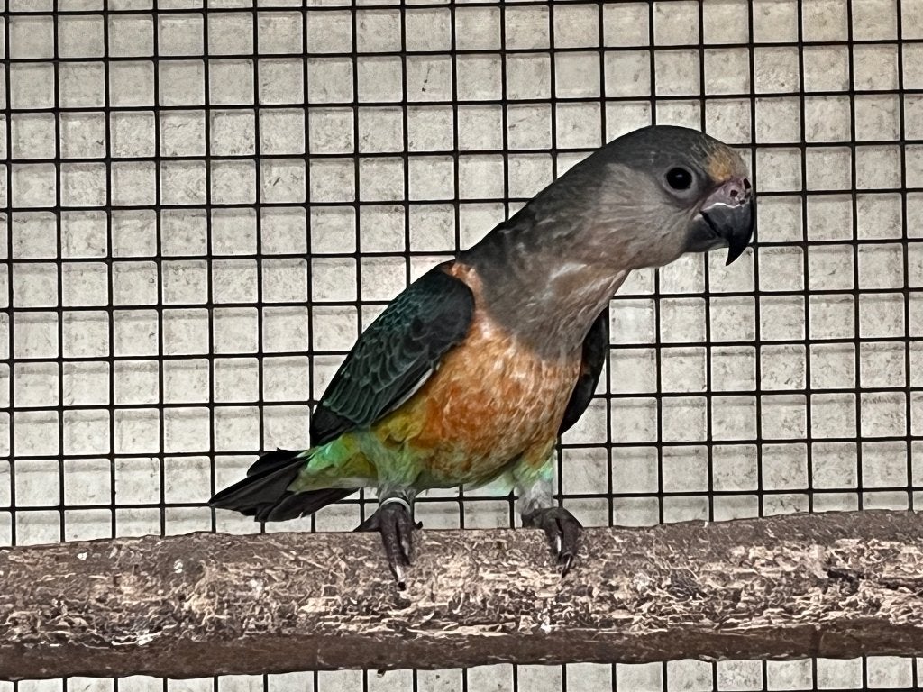 Poicephalus Rufiventris, Geringd
