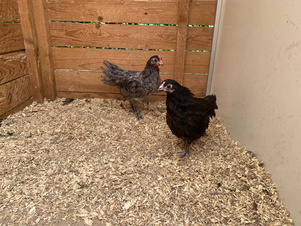 Koppel australorp kriel blauw x zwart 2026, Dieren en Toebehoren, Pluimvee