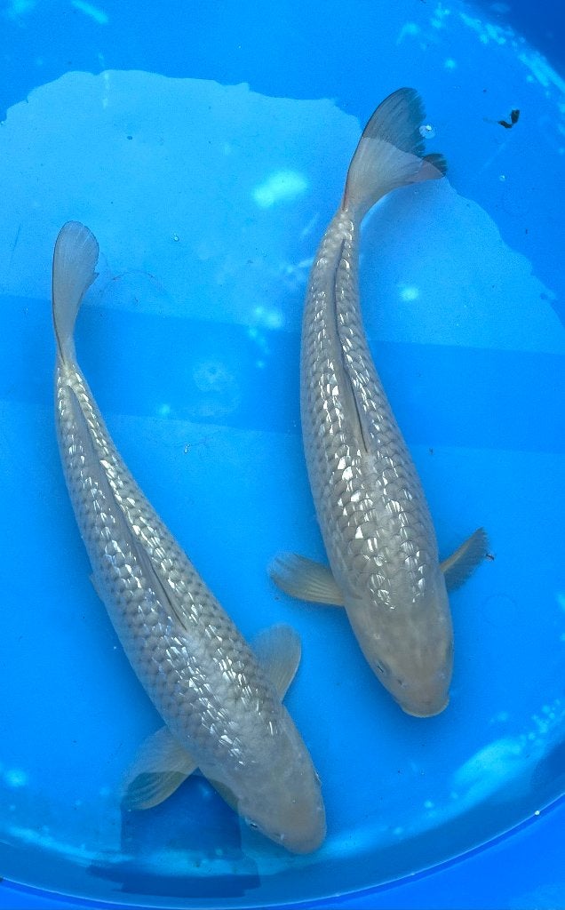 Ginrin Chagoi. Tosai 33-35cm, Dieren en Toebehoren, Karper of Koi