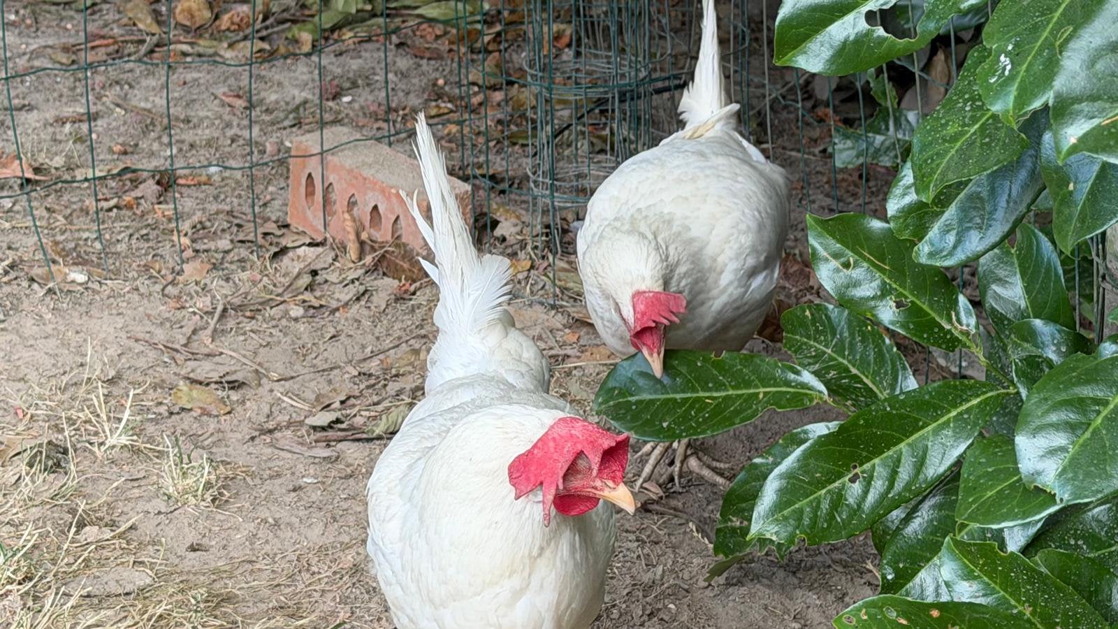 Poules leghorn Blanc, Animaux & Accessoires, Enlèvement